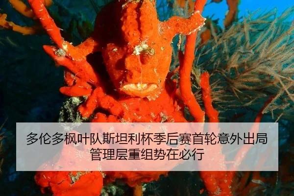duo-lun-duo-feng-ye-dui-si-tan-li-bei-ji-hou-sai-shou-lun-yi-wai-chu-ju-guan-li-ceng-chong-zu-shi-zai-bi-xing-3-550.jpg